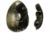 Giant, Polished Septarian Puzzle Geode ( lbs) - Black Crystals #108495-2